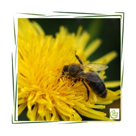 Bienenwachs gelb BIO